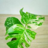 monstera-deliciosa-variegata