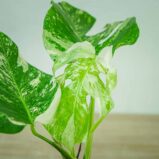 monstera-deliciosa-variegata