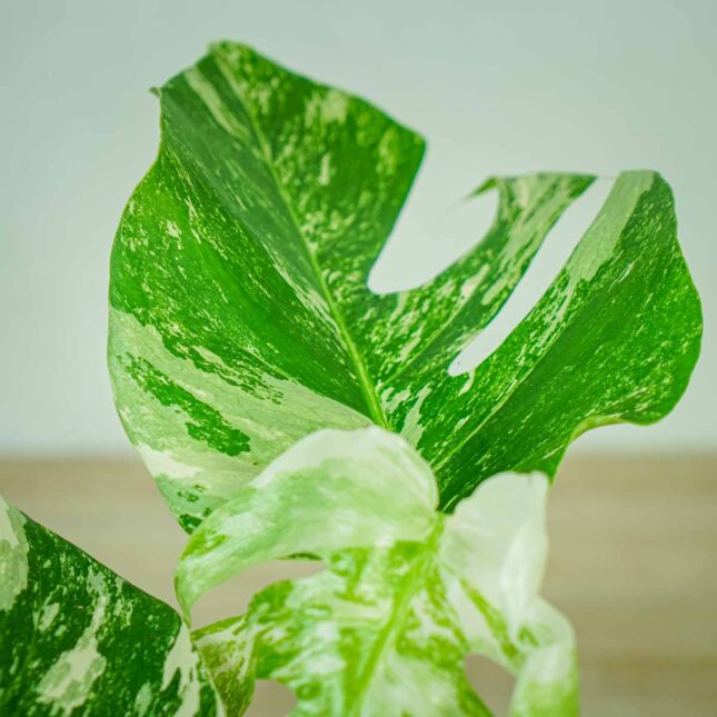 monstera-deliciosa-variegata monstera-deliciosa-variegata