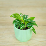 calathea-white-miracle-baby
