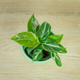 calathea-white-miracle-baby