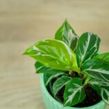 calathea-white-miracle-baby