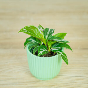 calathea-white-miracle-baby