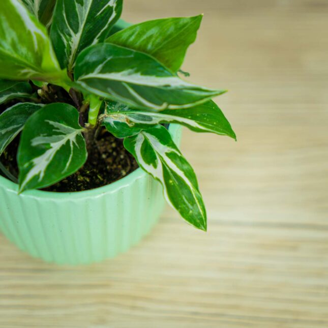 calathea-white-miracle-baby (4) calathea-white-miracle-baby