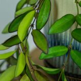 hoya-rosita