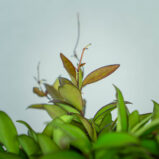 hoya-rosita