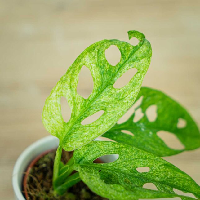 monstera-adansonii-mint-variegata-baby (2) monstera-adansonii-mint-variegata-baby