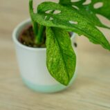 monstera-adansonii-mint-variegata-baby