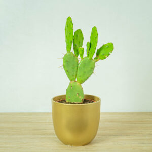 opuncja-opuntia