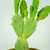 opuncja-opuntia