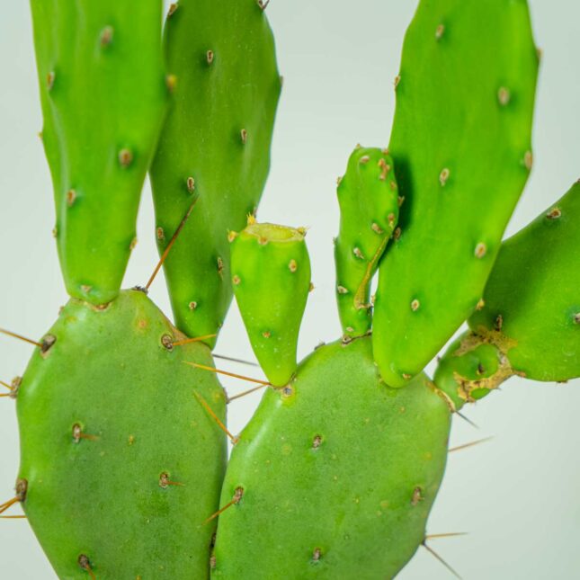 opuncja-opuntia opuncja-opuntia