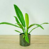 philodendron-campii-lynette