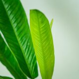 philodendron-campii-lynette