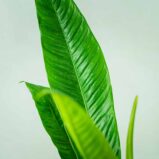 philodendron-campii-lynette (3)