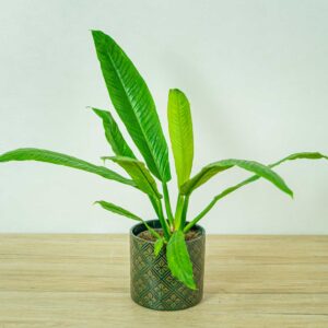 philodendron-campii-lynette