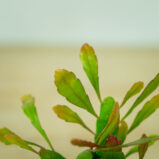 rhipsalis-red-coral-baby-pseudorhipsalis-ramulosa