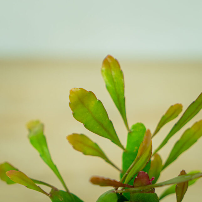 rhipsalis-red-coral-baby-pseudorhipsalis-ramulosa (2) rhipsalis-red-coral-baby-pseudorhipsalis-ramulosa