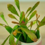 rhipsalis-red-coral-baby-pseudorhipsalis-ramulosa