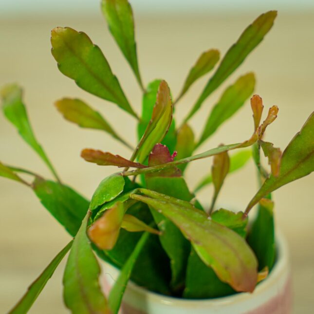 rhipsalis-red-coral-baby-pseudorhipsalis-ramulosa (3) rhipsalis-red-coral-baby-pseudorhipsalis-ramulosa