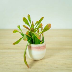 rhipsalis-red-coral-baby-pseudorhipsalis-ramulosa