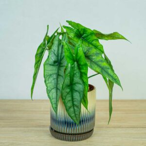 Alokazja-heterophylla-alocasia