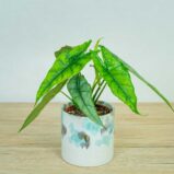 Alokazja-heterophylla-alocasia