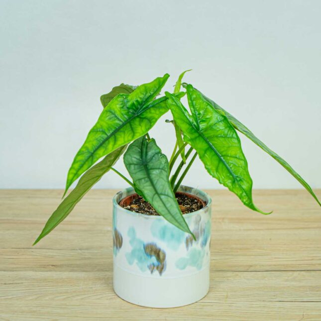 Alokazja-heterophylla-m Alokazja-heterophylla-alocasia