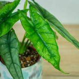 Alokazja-heterophylla-alocasia