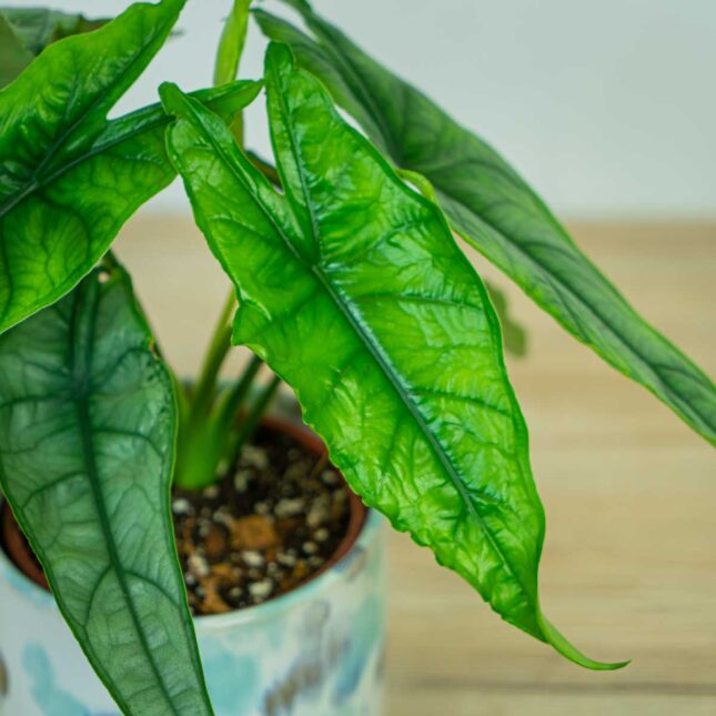 Alokazja-heterophylla-m1 Alokazja-heterophylla-alocasia
