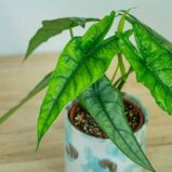 Alokazja-heterophylla-alocasia