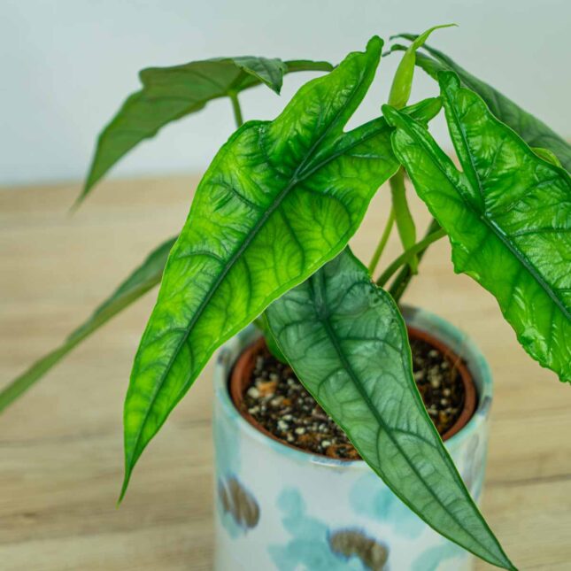 Alokazja-heterophylla-m2 Alokazja-heterophylla-alocasia