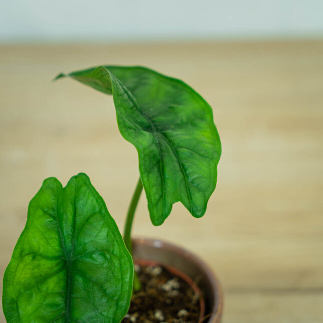 Alokazja-heterophylla-s2 Alokazja-heterophylla-alocasia