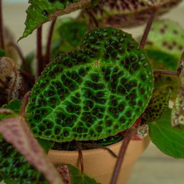 Begonia-ferox1 Begonia-ferox