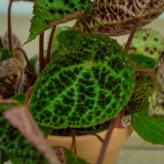 Begonia-ferox3 Begonia-ferox