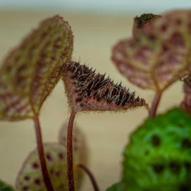 Begonia-ferox4 Begonia-ferox