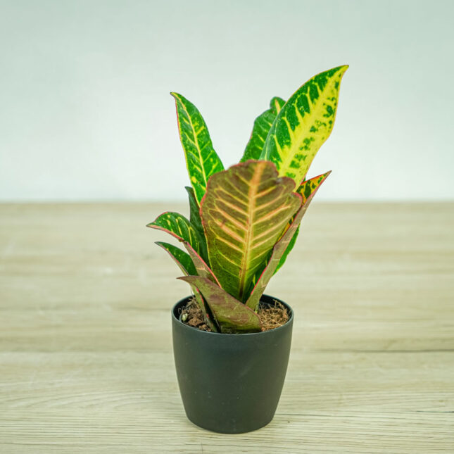 Codiaeum-petra-kroton1 Codiaeum-petra-kroton