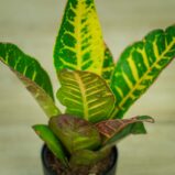 Codiaeum-petra-kroton