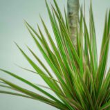 DRACena-MARGinata-Bicolor3