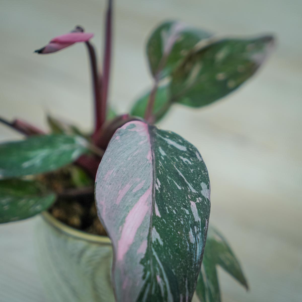 Liście Philodendron pink princess Różowa księżniczka