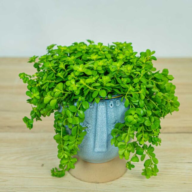 Peperomia-deppeana Peperomia-deppeana