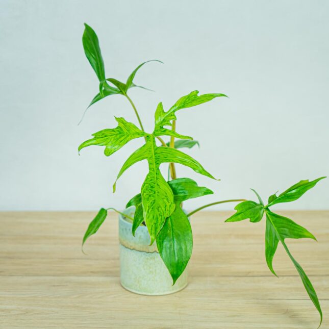 Philodendron-glad-hands-variegata Philodendron-glad-hands-variegata