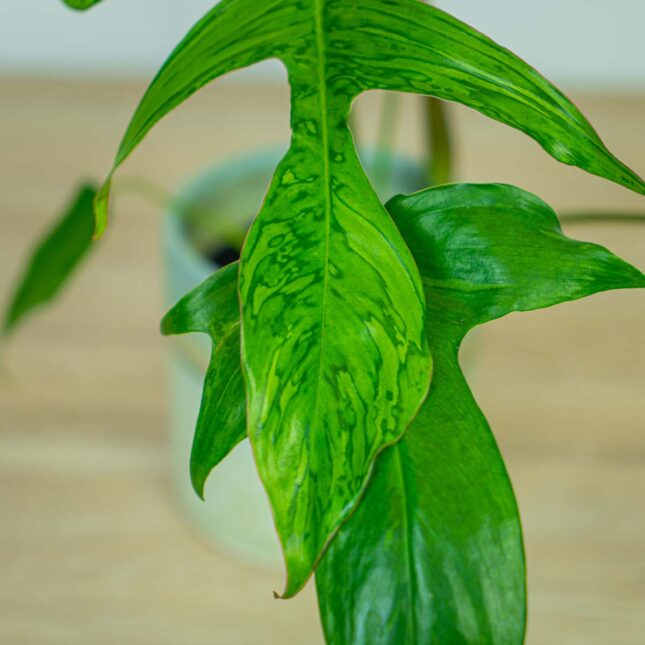 Philodendron-glad-hands-variegata1 Philodendron-glad-hands-variegata