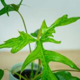Philodendron-glad-hands-variegata