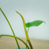 Philodendron-glad-hands-variegata