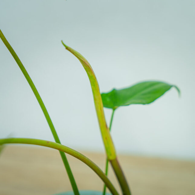 Philodendron-glad-hands-variegata3 Philodendron-glad-hands-variegata