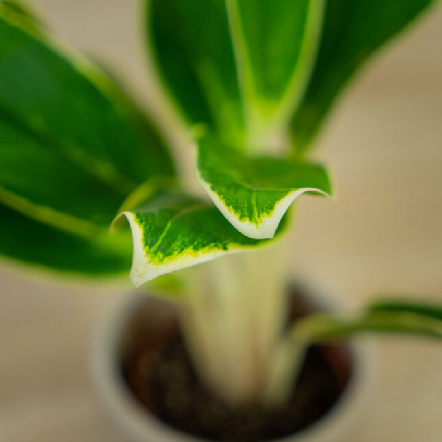 aglaonema-madagascar (4) aglaonema-madagascar