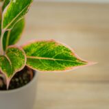 aglaonema-pink-aurora