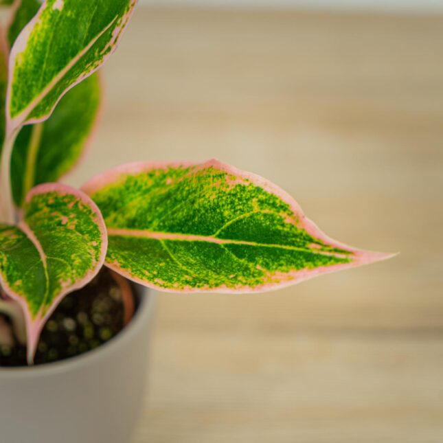 aglaonema-pink-aurora (2) aglaonema-pink-aurora