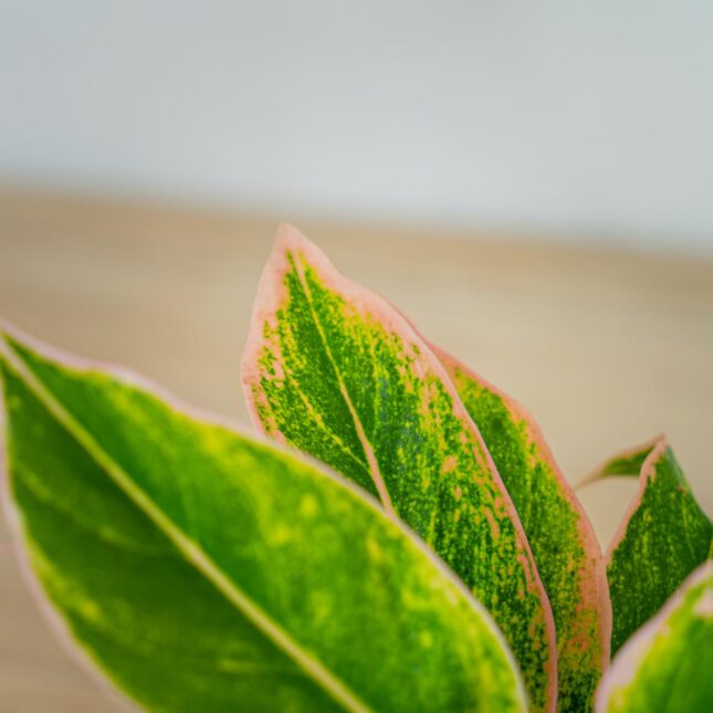 aglaonema-pink-aurora (3) aglaonema-pink-aurora