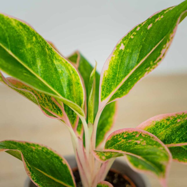 aglaonema-pink-aurora (4) aglaonema-pink-aurora